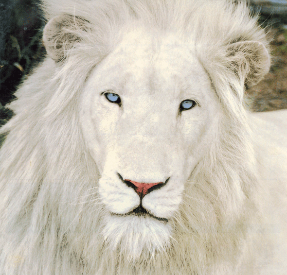 White lion