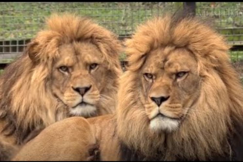 Screenshot 20200807 231618 Chrome