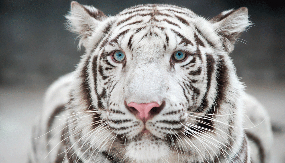 White tiger