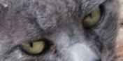 Mogger eyes 2