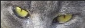Mogger eyes