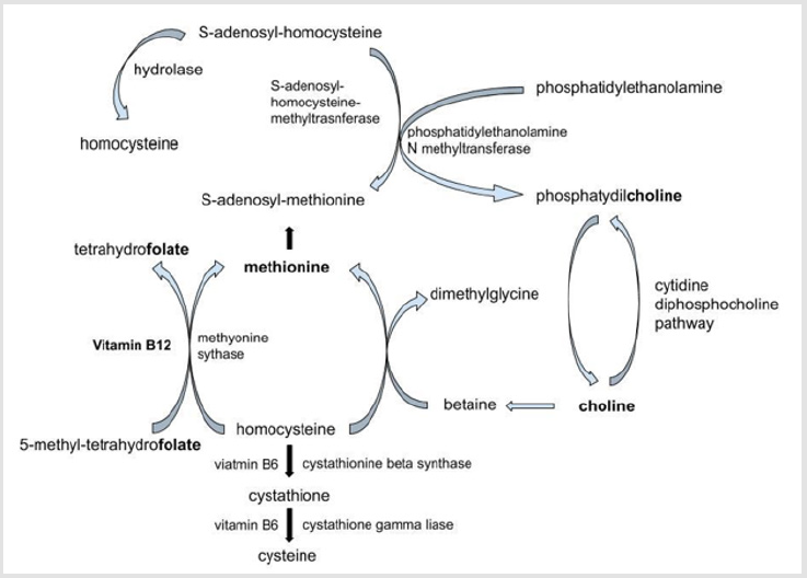 Biomedres openaccess journal bjstrID002893G003