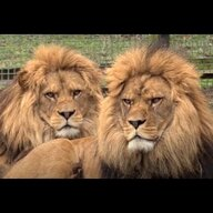 1597090332297 1597090332297