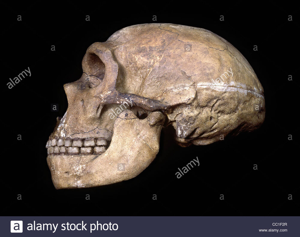 Neandertaler schadel chapelle aux saints cc1f2r 1