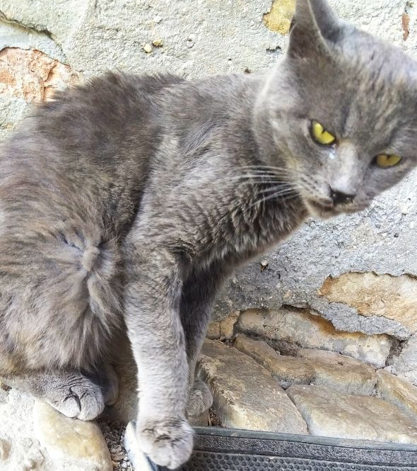 CHAD CAT