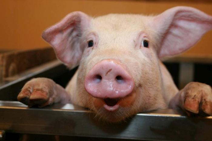 Pig face