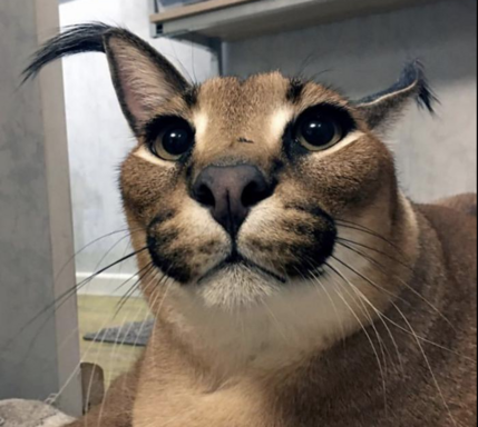 Catto43244