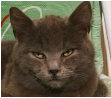 Unmoggable cat