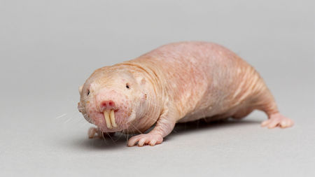Rat 16x9