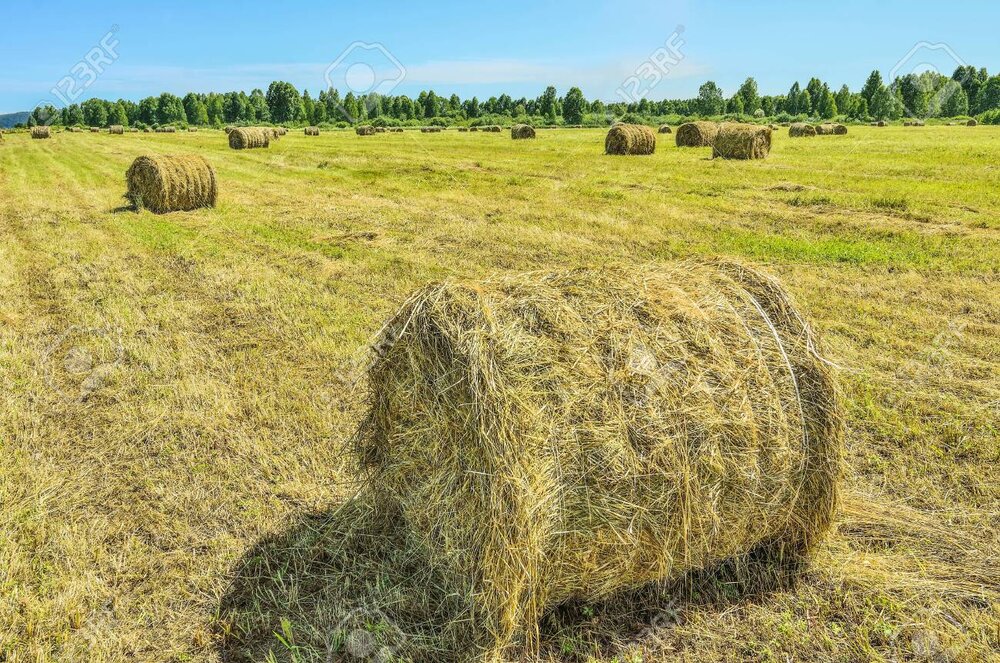 123024449 agricultural summer landscape with hay bales in rolls fodder for livestock round str