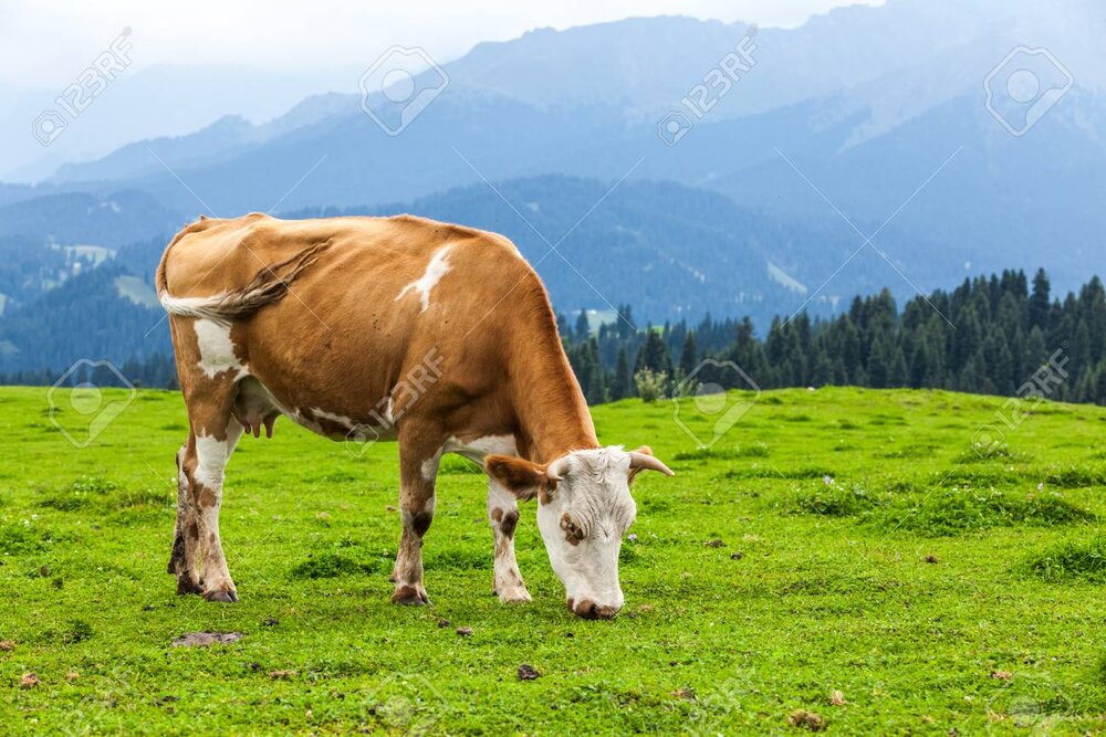 92026551 cow eating grass