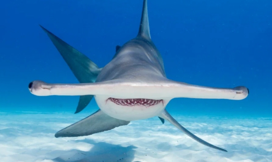 Screenshot 20200818 165212 Chrome