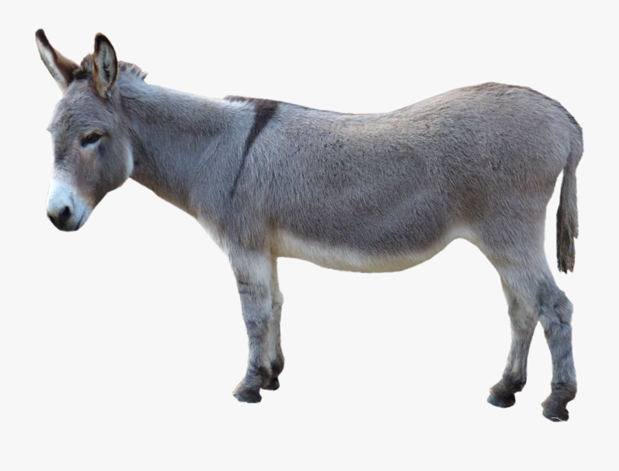 38 380283 asinus photograph clip art grey donkey picture donkey