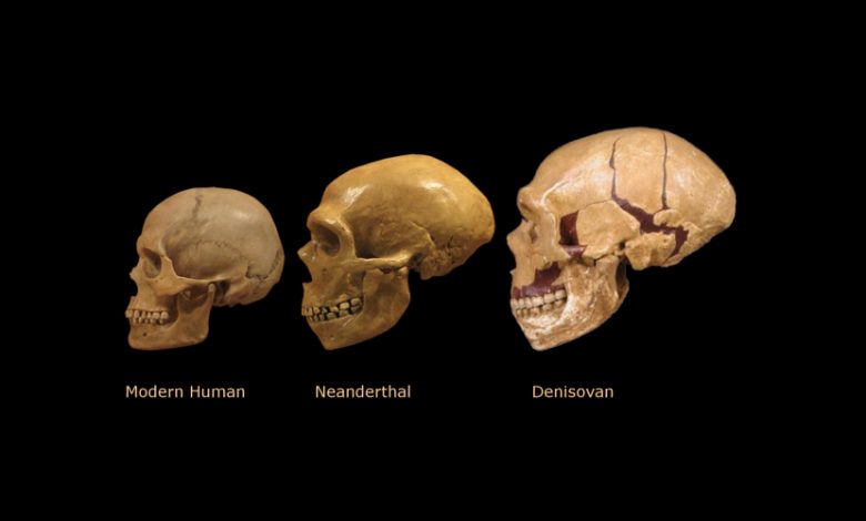Denisovan skulls 780x470
