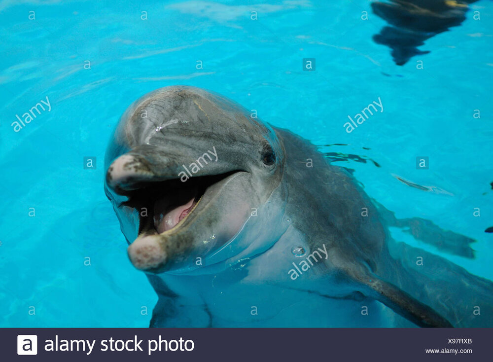Common bottlenose dolphin tursiops truncatus portrait water front view looking at camera focus