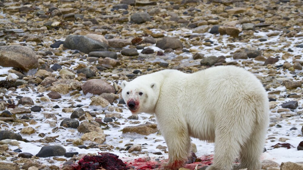 Polar bear eating ringed seal Danita Delimont Gallo Images Getty 56a5f7da3df78cf7728abf5e