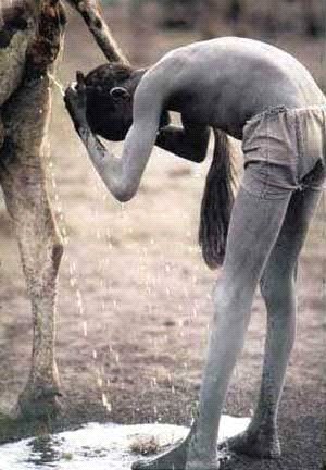 Cow urine