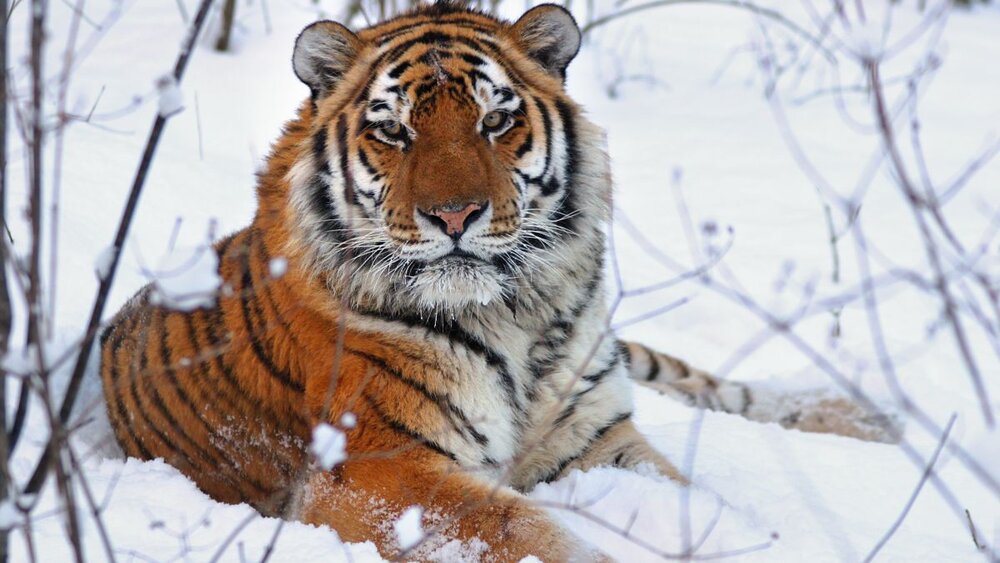 Siberian tiger