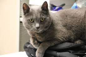 CAT OBESE 3
