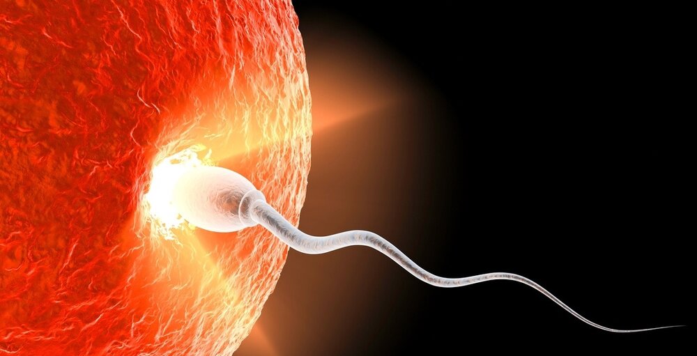 Conception embryo baby life 282959 edited