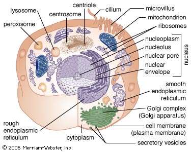 Cytoplasm cell structures organelles Ribosomes sites protein