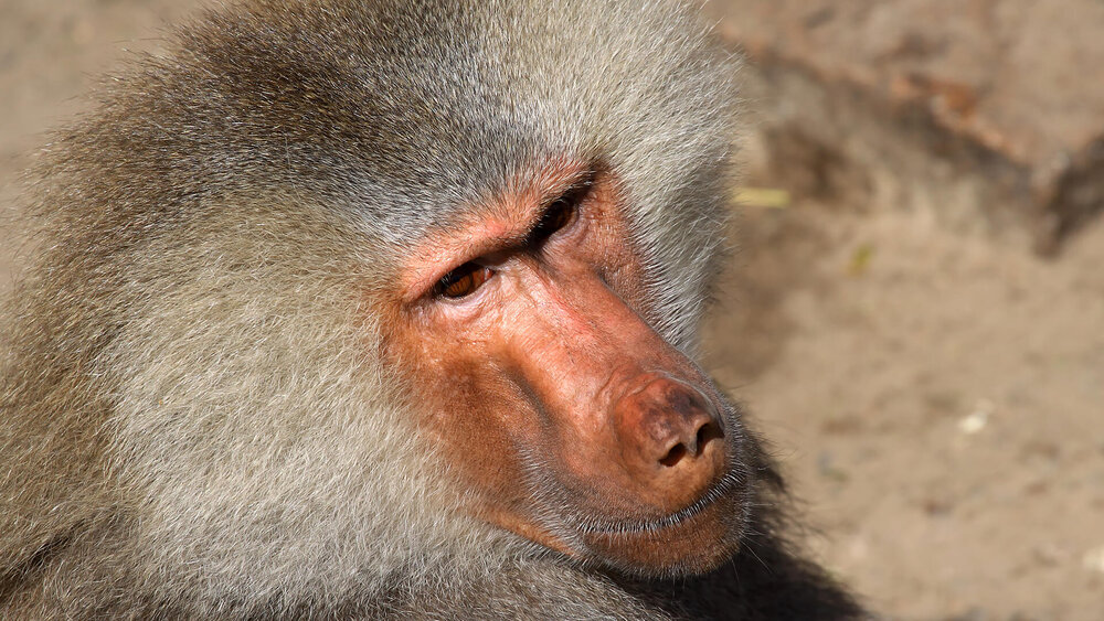 Animals hero hamadryas