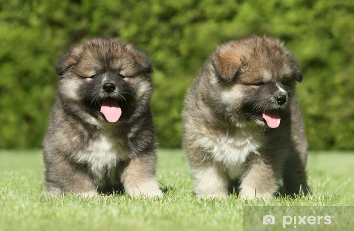 Stickers caucasian shepherd dog puppies on green lawn