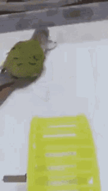 High iq bird