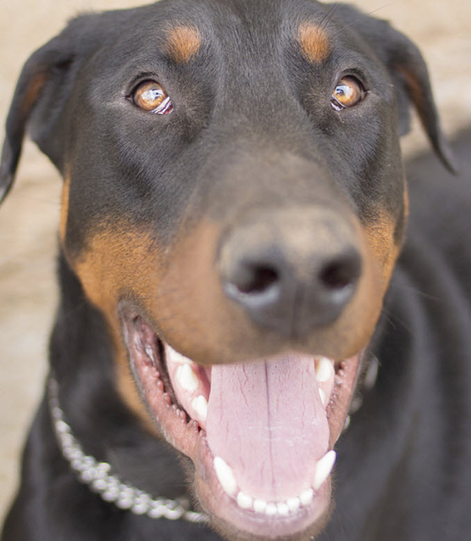 Doberman pinscher 1