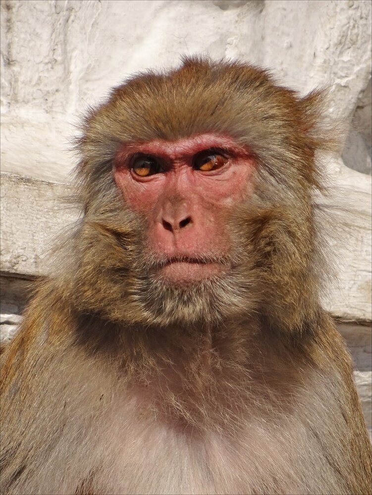 Singe dans lenceinte du Stupa de Swayambhunath 8435318537
