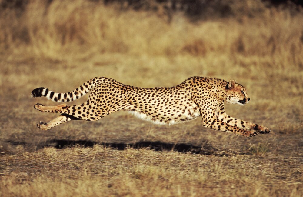 Front view of a female cheetah  acinonyx jubatus  running 73553651 5c62c0a2c9e77c0001566d2a