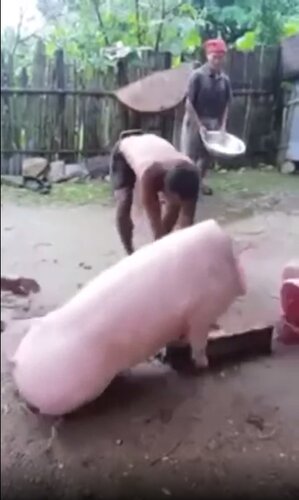 piggy.jpg