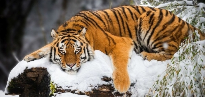 Screenshot 20200901 084332 DuckDuckGo