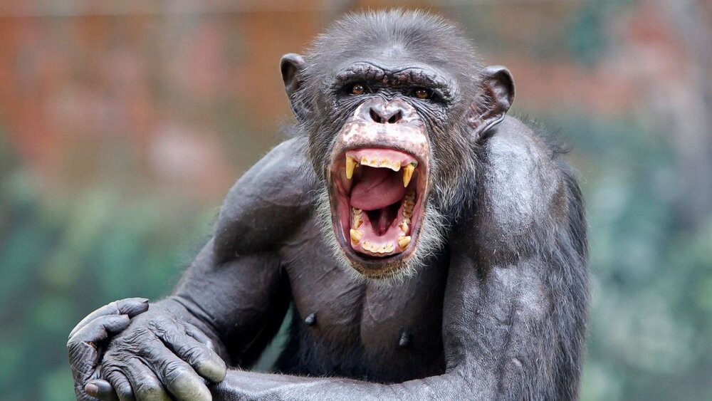 Chimpanzee stock jef 190910 hpMain 16x9 1600