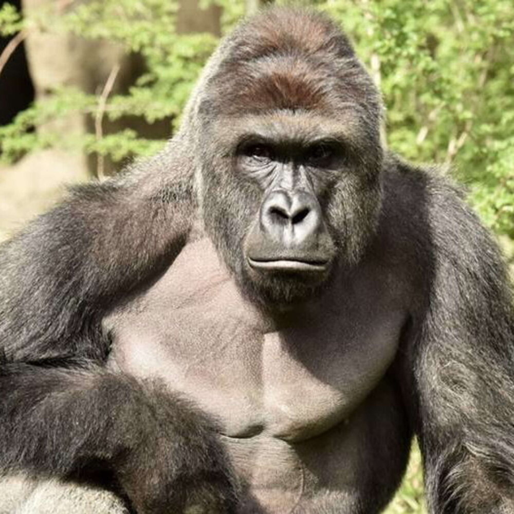 152096367 gorilla shot after year old fell into gorilla enclosure HwEVXBCec