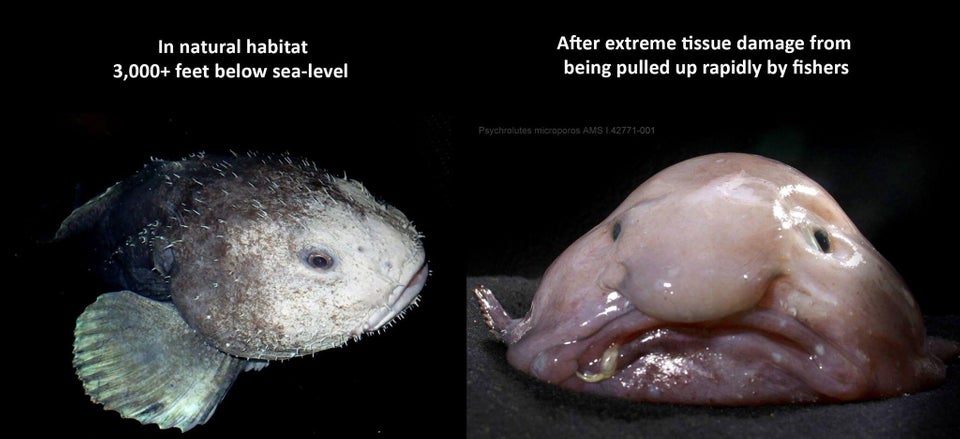 Blobfish Reddit