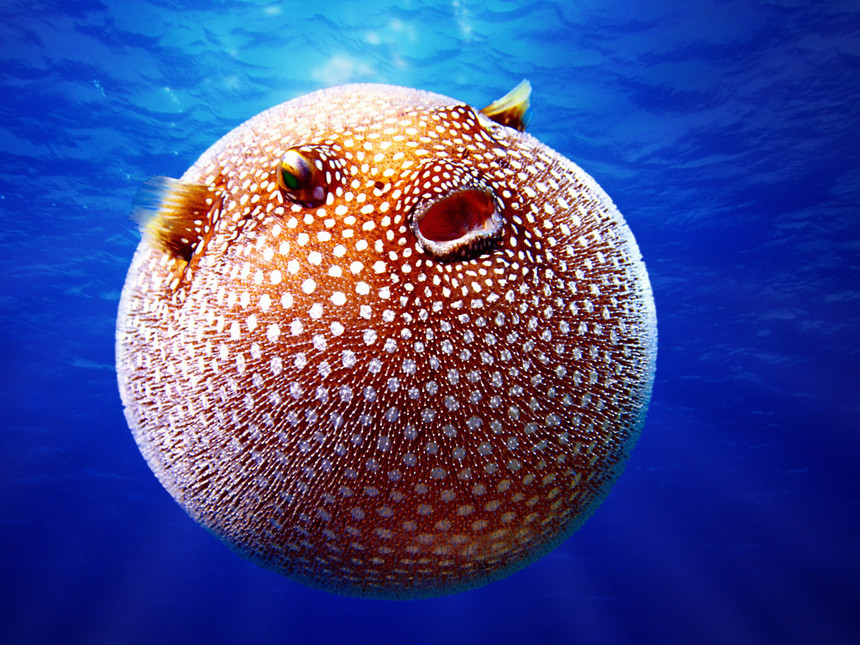 A puffer fish