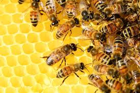 Honey bee health key to wellbeing of important species - Food Blog - ANR  Blogs