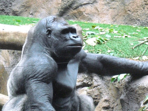 Gorilla terminators002