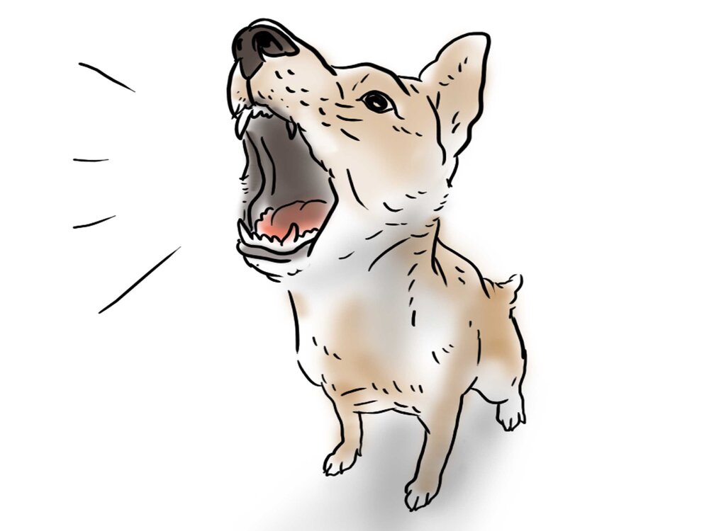 Stop a Small Dog from Barking at You Step 13 Version 3