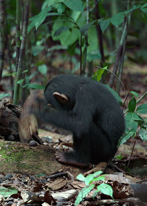 Monkey hitting wood branch tree
