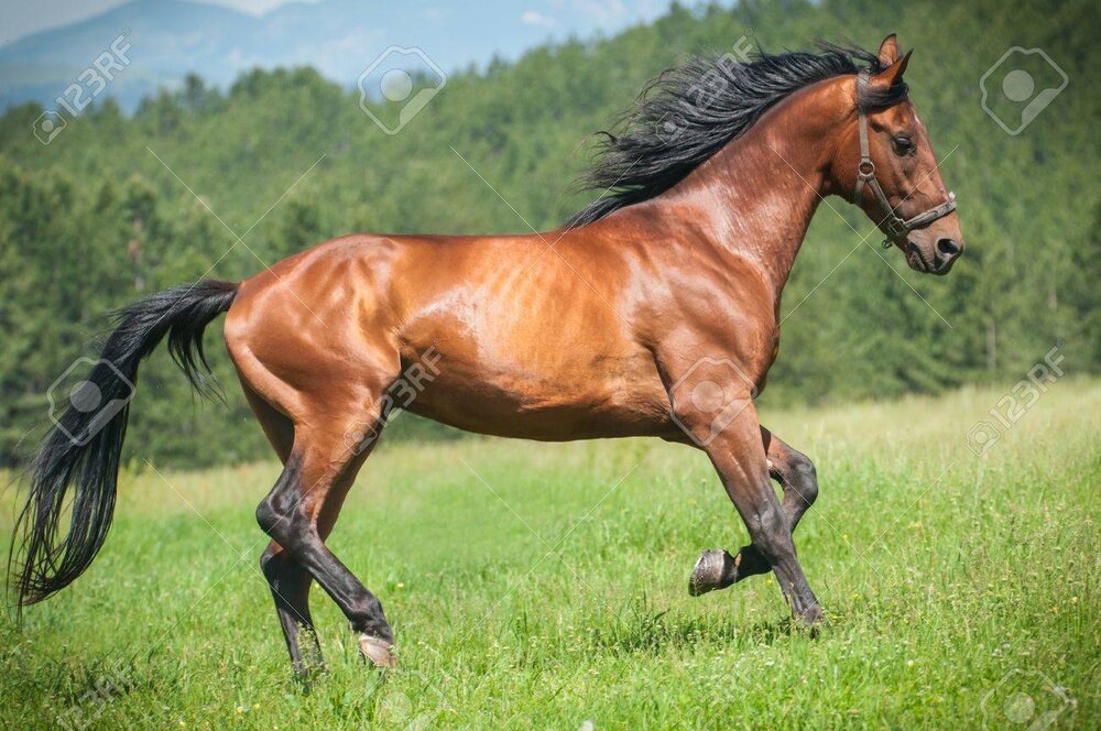 14122324 running horse