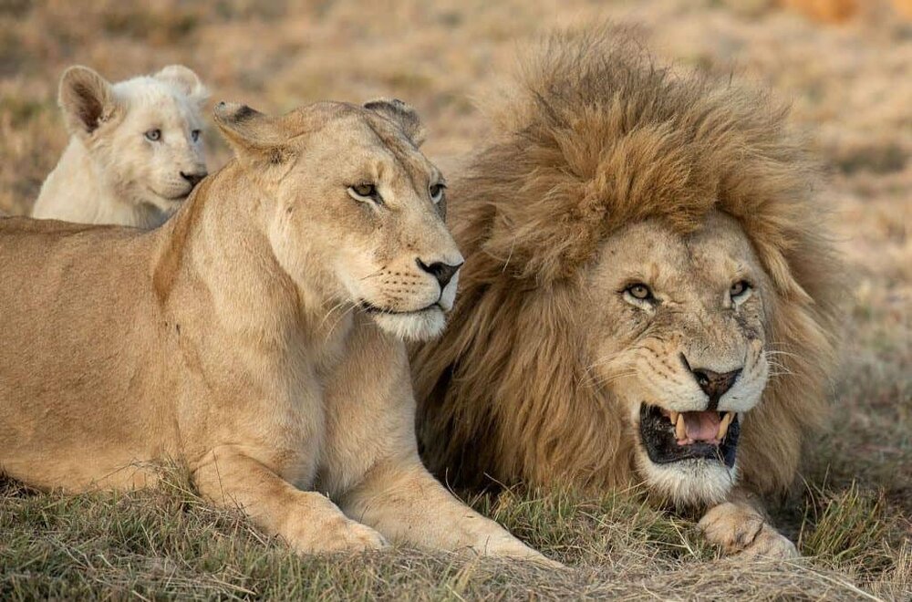Lion Family 1024x675