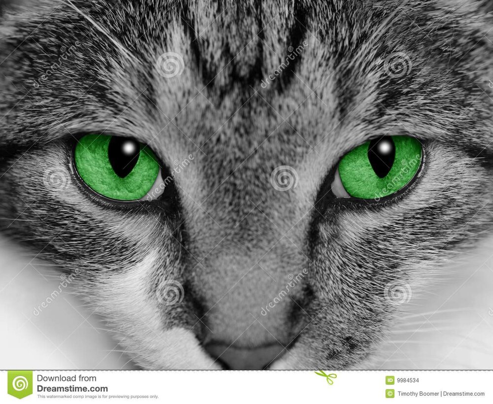 Green eyed cat 9984534