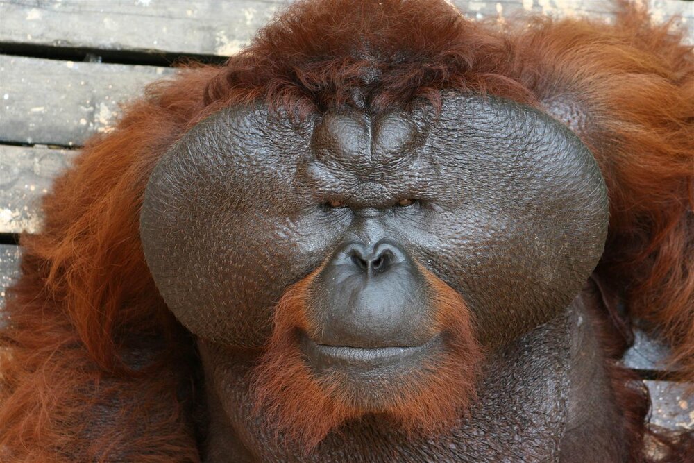 OrangutanMog