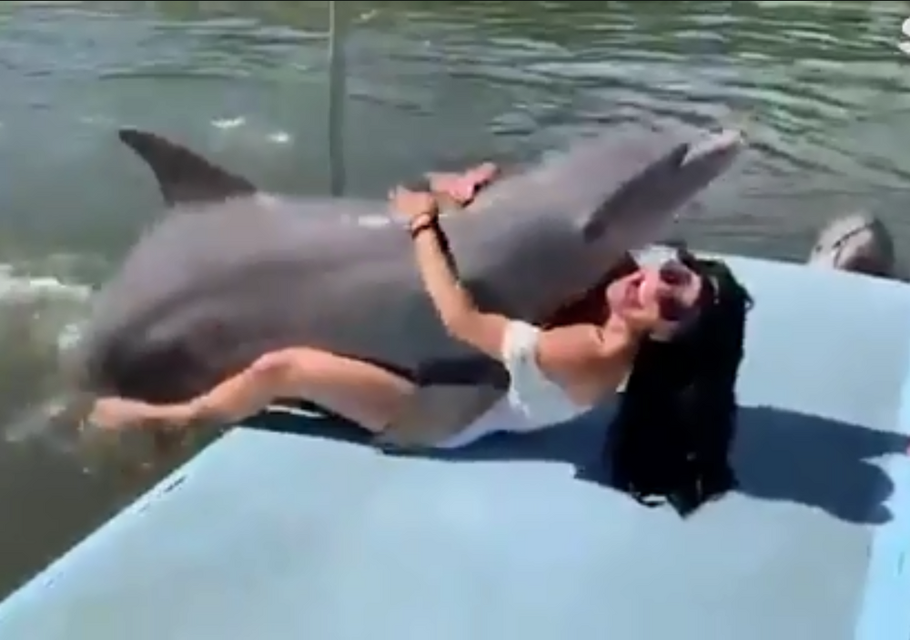 Dolphin4 1
