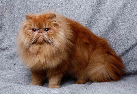 Persian1