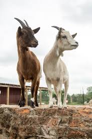 Look over there! 👉 It's two goats ending... - Heifer International |  Facebook
