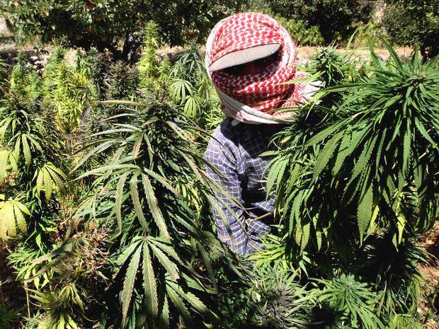 Cannabis syria