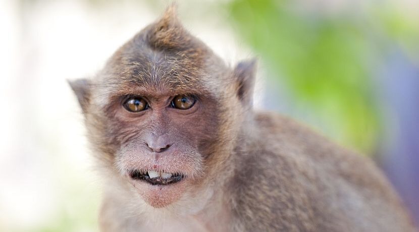 7afea569fb84dc69ce6496a845276973d01a63a2 whats the difference between monkey and ape 4433